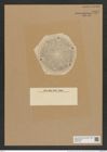 Aulacodiscus decorus Grev. (de-Toni-Nr.: Genus 182, Species 4501) Zeichnungen Sammlung Grunow Nr. 8067 (NHMW-BOT-W0377390)
